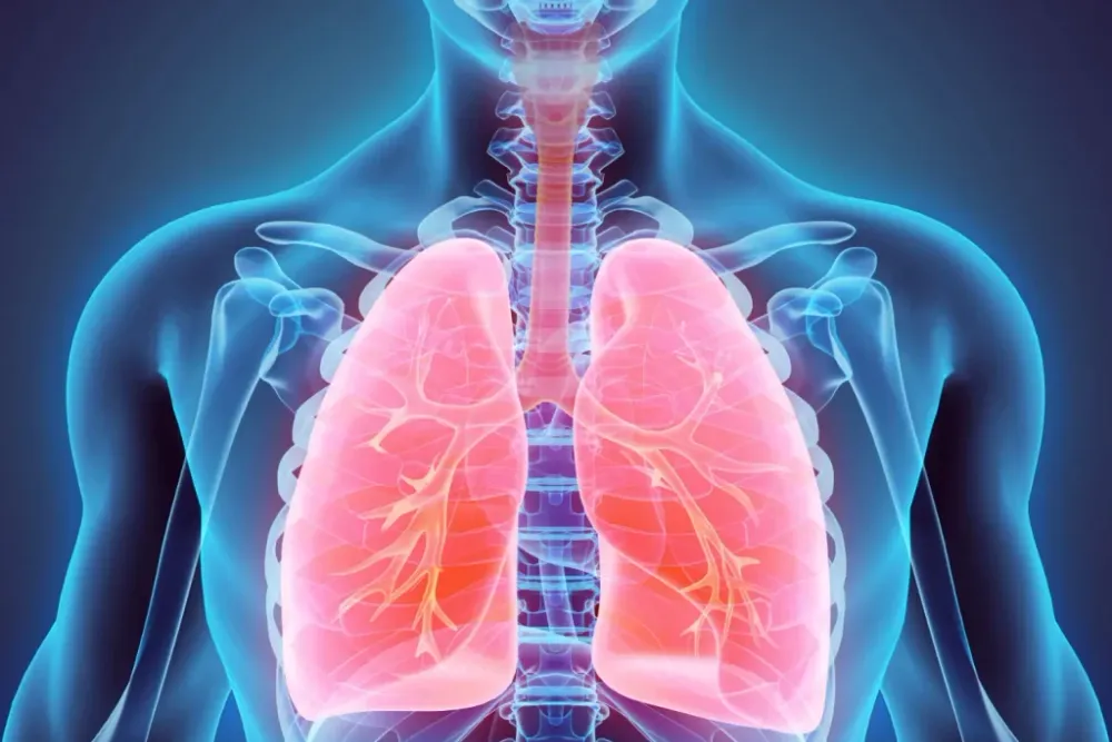 The Best Ways to Support Lung Health During Menopause
