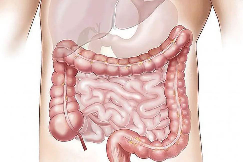 The Gut-Hormone Connection Explained