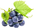 Resveratrol